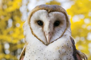 barn_owl